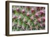 Cactus II-Janice Sullivan-Framed Giclee Print