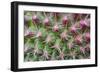 Cactus II-Janice Sullivan-Framed Giclee Print