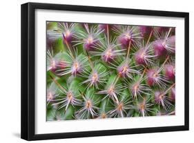 Cactus II-Janice Sullivan-Framed Giclee Print