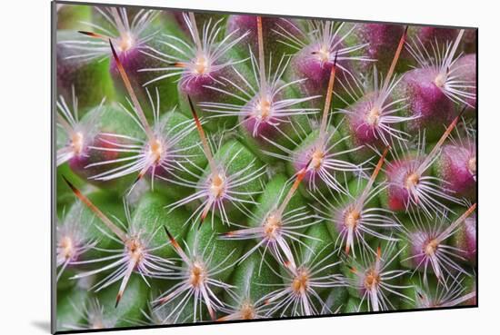 Cactus II-Janice Sullivan-Mounted Giclee Print