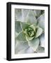 Cactus III-Jenny Kraft-Framed Art Print