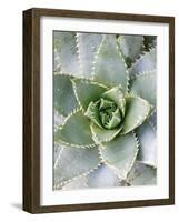 Cactus III-Jenny Kraft-Framed Art Print