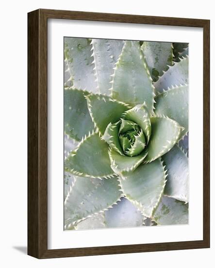 Cactus III-Jenny Kraft-Framed Art Print