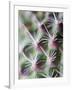 Cactus III-Janice Sullivan-Framed Premium Giclee Print