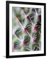 Cactus III-Janice Sullivan-Framed Premium Giclee Print