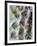 Cactus III-Janice Sullivan-Framed Premium Giclee Print