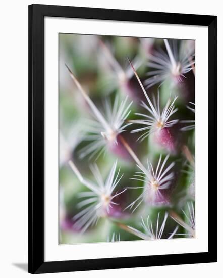 Cactus III-Janice Sullivan-Framed Premium Giclee Print