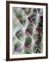 Cactus III-Janice Sullivan-Framed Giclee Print