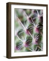 Cactus III-Janice Sullivan-Framed Giclee Print