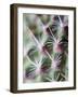 Cactus III-Janice Sullivan-Framed Giclee Print