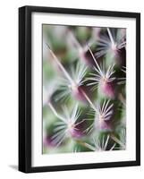 Cactus III-Janice Sullivan-Framed Giclee Print