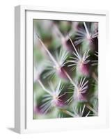 Cactus III-Janice Sullivan-Framed Giclee Print