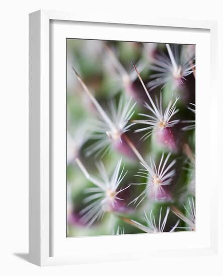 Cactus III-Janice Sullivan-Framed Giclee Print