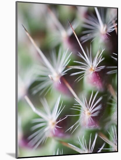 Cactus III-Janice Sullivan-Mounted Giclee Print