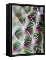Cactus III-Janice Sullivan-Framed Stretched Canvas
