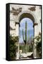 Cactus in archway of old building. Cabo San Lucas, Mexico.-Julien McRoberts-Framed Stretched Canvas