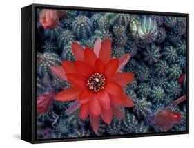 Cactus in Bloom, South America-Art Wolfe-Framed Stretched Canvas