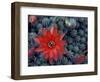 Cactus in Bloom, South America-Art Wolfe-Framed Photographic Print