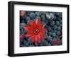 Cactus in Bloom, South America-Art Wolfe-Framed Photographic Print