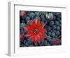 Cactus in Bloom, South America-Art Wolfe-Framed Photographic Print