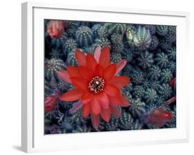 Cactus in Bloom, South America-Art Wolfe-Framed Photographic Print