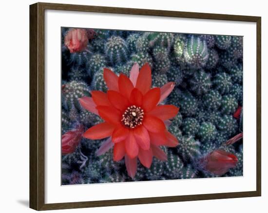 Cactus in Bloom, South America-Art Wolfe-Framed Photographic Print