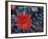 Cactus in Bloom, South America-Art Wolfe-Framed Photographic Print