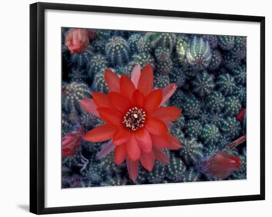 Cactus in Bloom, South America-Art Wolfe-Framed Photographic Print