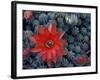 Cactus in Bloom, South America-Art Wolfe-Framed Photographic Print