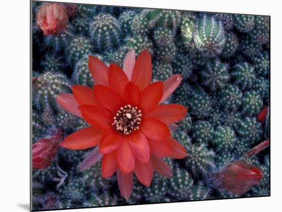 Cactus in Bloom, South America-Art Wolfe-Mounted Photographic Print