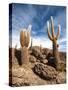 Cactus in Salar De Uyuni-Rigamondis-Stretched Canvas