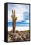 Cactus in Salar De Uyuni-Rigamondis-Framed Stretched Canvas