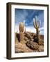 Cactus in Salar De Uyuni-Rigamondis-Framed Photographic Print