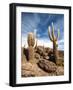 Cactus in Salar De Uyuni-Rigamondis-Framed Photographic Print