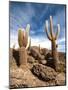 Cactus in Salar De Uyuni-Rigamondis-Mounted Photographic Print
