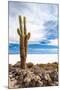 Cactus in Salar De Uyuni-Rigamondis-Mounted Photographic Print