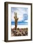 Cactus in Salar De Uyuni-Rigamondis-Framed Photographic Print