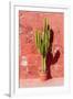 Cactus in Santa Catalina Monastery in Arequipa, Peru-Matyas Rehak-Framed Photographic Print