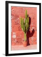 Cactus in Santa Catalina Monastery in Arequipa, Peru-Matyas Rehak-Framed Photographic Print