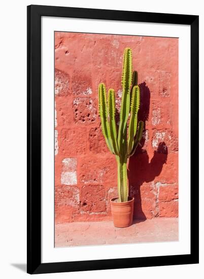 Cactus in Santa Catalina Monastery in Arequipa, Peru-Matyas Rehak-Framed Photographic Print