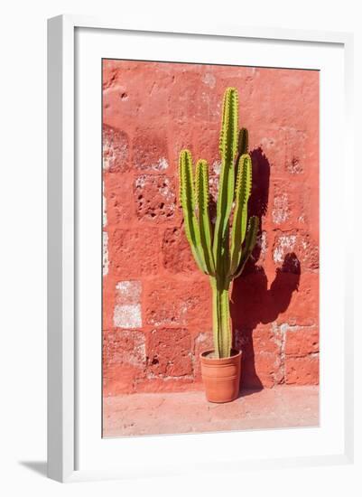 Cactus in Santa Catalina Monastery in Arequipa, Peru-Matyas Rehak-Framed Photographic Print