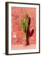 Cactus in Santa Catalina Monastery in Arequipa, Peru-Matyas Rehak-Framed Photographic Print