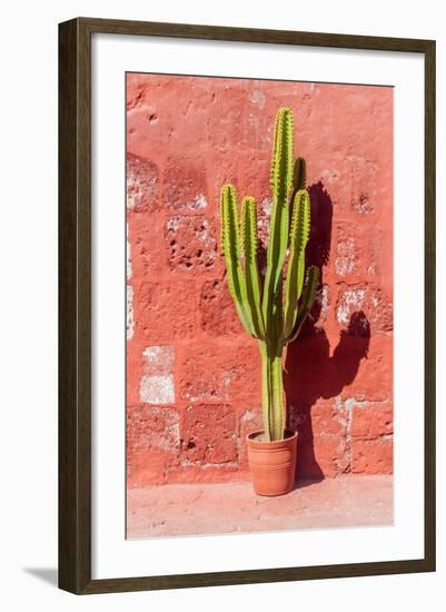 Cactus in Santa Catalina Monastery in Arequipa, Peru-Matyas Rehak-Framed Photographic Print