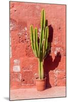Cactus in Santa Catalina Monastery in Arequipa, Peru-Matyas Rehak-Mounted Photographic Print