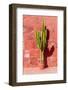 Cactus in Santa Catalina Monastery in Arequipa, Peru-Matyas Rehak-Framed Photographic Print