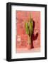 Cactus in Santa Catalina Monastery in Arequipa, Peru-Matyas Rehak-Framed Photographic Print