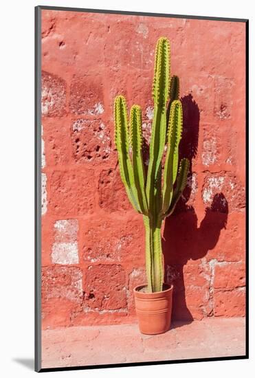 Cactus in Santa Catalina Monastery in Arequipa, Peru-Matyas Rehak-Mounted Photographic Print