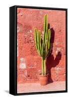 Cactus in Santa Catalina Monastery in Arequipa, Peru-Matyas Rehak-Framed Stretched Canvas