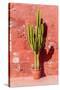 Cactus in Santa Catalina Monastery in Arequipa, Peru-Matyas Rehak-Stretched Canvas