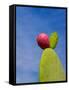 Cactus in the Desert, Peru-Keren Su-Framed Stretched Canvas